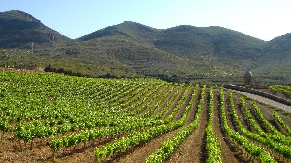 Viñedos en la provincia de Almería