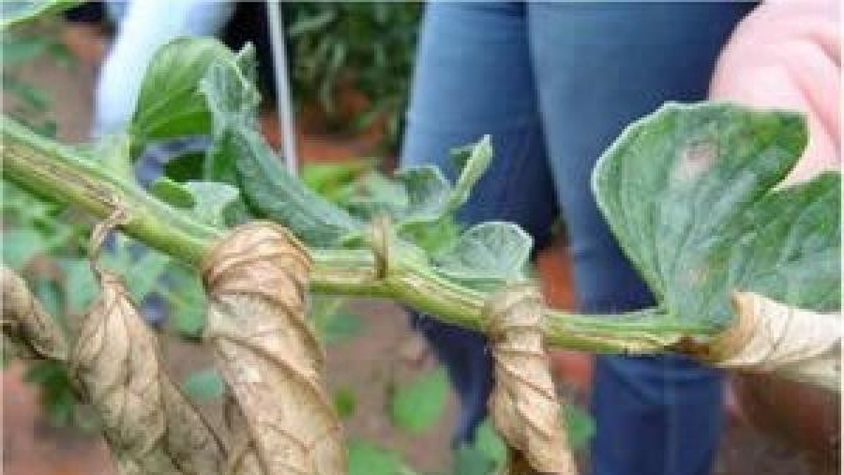 Efecto de Clavibacter michiganensis en tomate
