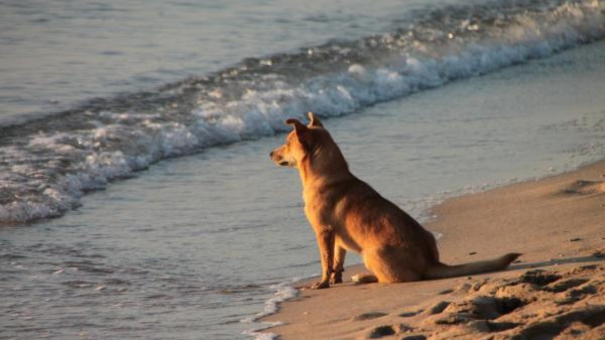 Un perro junto a la orilla en una playa almeriense.