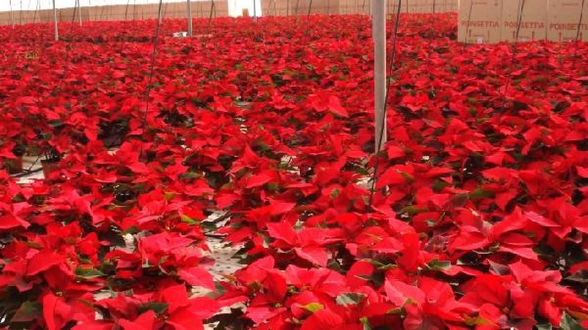 Explotación de planta viva en Almería