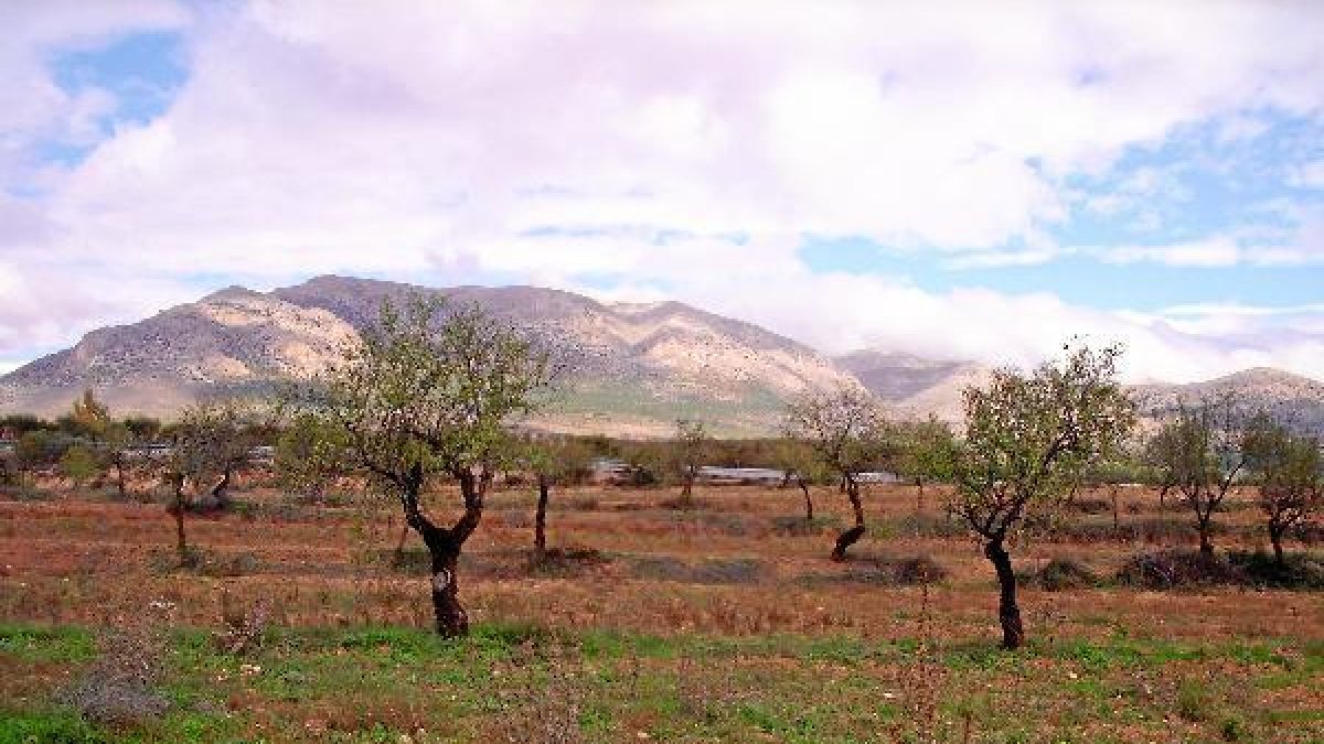 Almendros afectados por la sequía