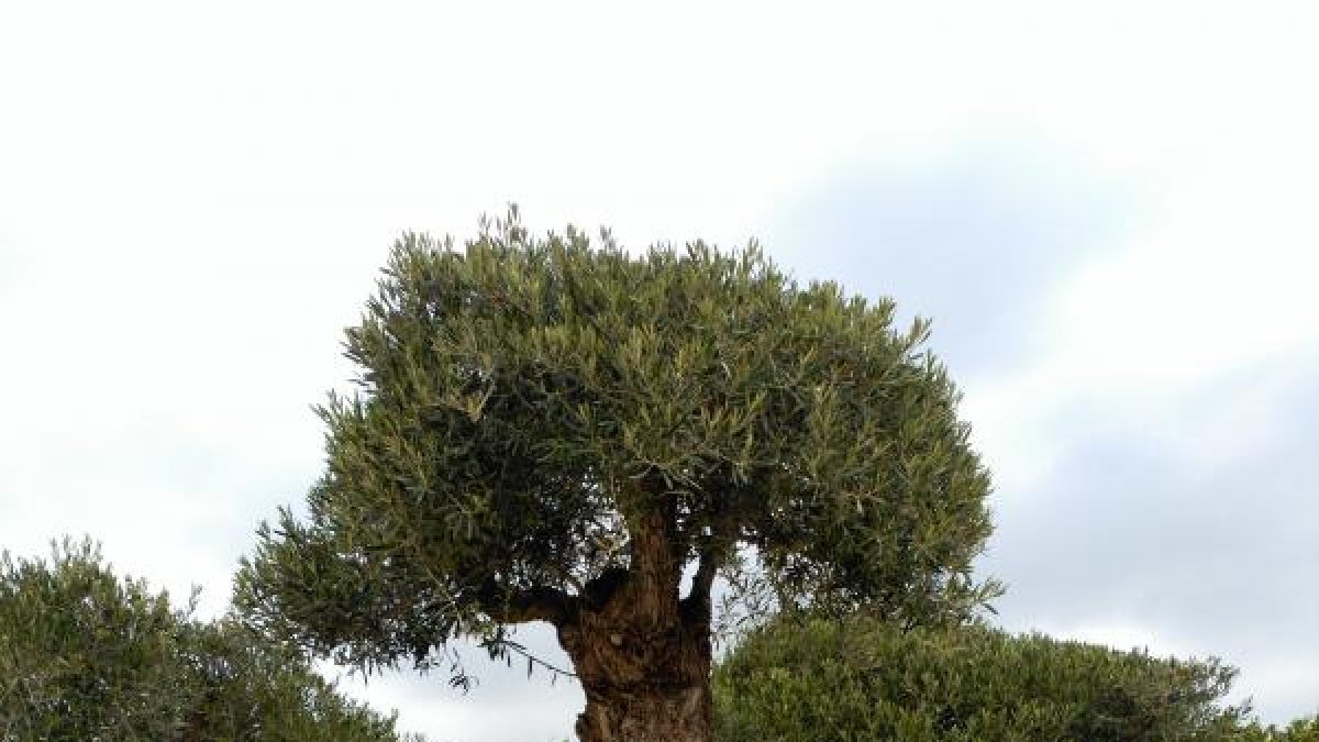 Algunas de las esculturas de Kampschulte en Cactus Níjar.