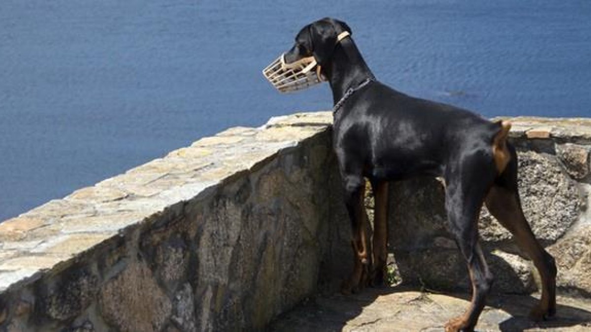Los perros peligrosos deben llevar, siempre, bozal.