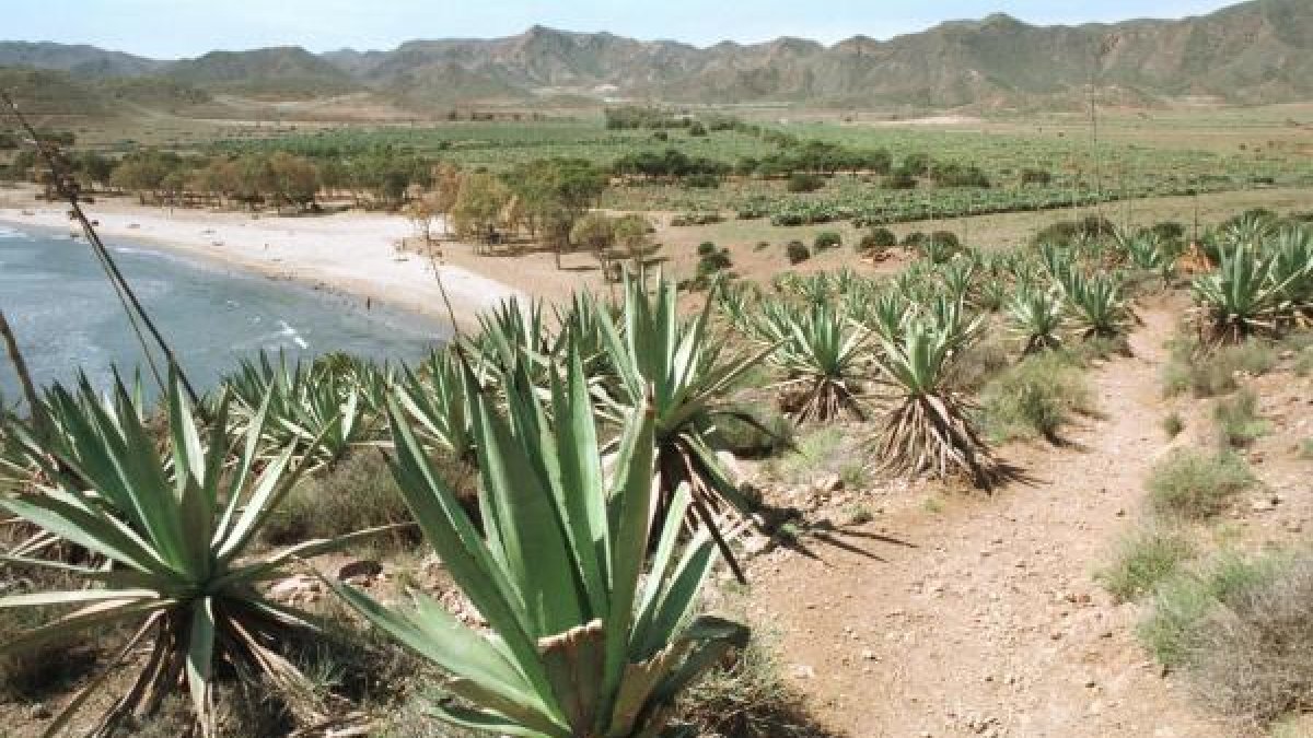 Las pitas se han convertido en un símbolo de Almería -en la imagen, la playa de Los Genoveses.