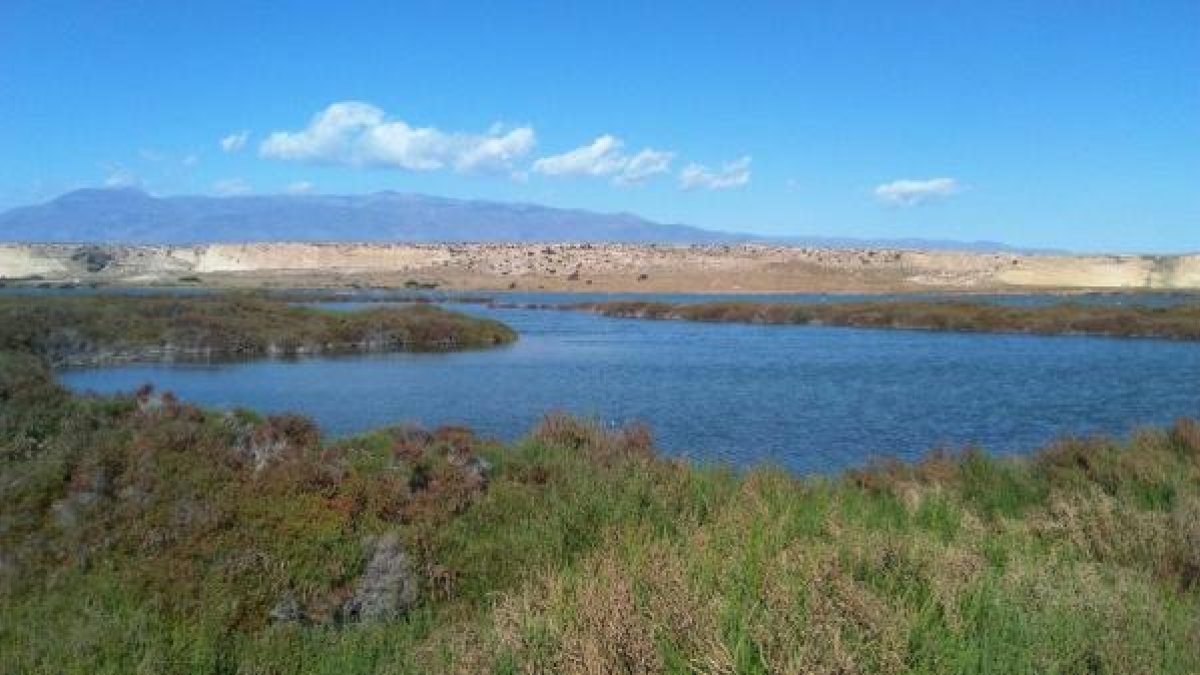 La charca de la Marrana actualmente, rodeada de la vegetación de la zona.