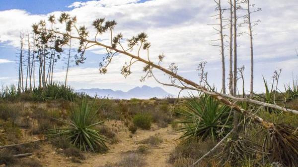 Imagen de la zona de Las Amoladeras, con pitas y artos.