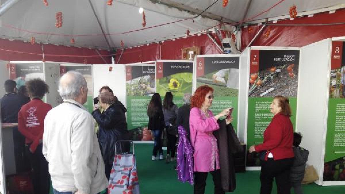 Cultivando la mente gracias a los conocimientos ofrecidos para conocer el trabajo previo a la venta del tomate con paneles informativos.