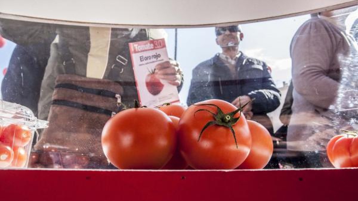 El tomate es el producto estrella de la agricultura.