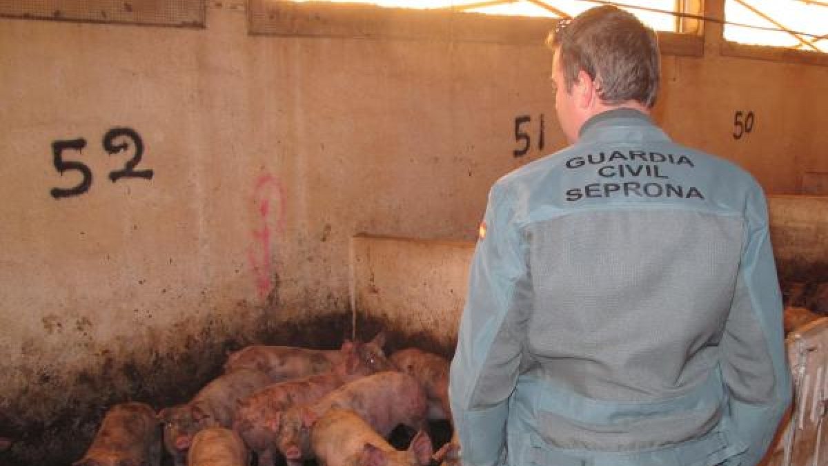 Hubo animales que murieron aplastados y otros por las heridas causadas.