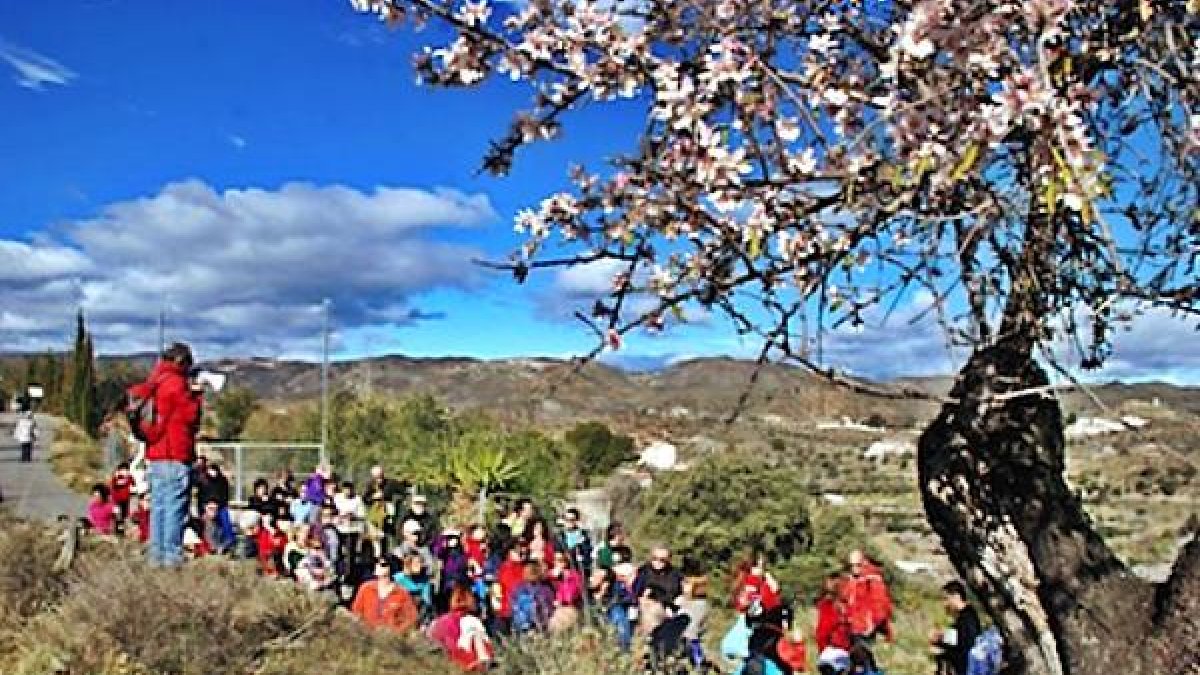 Almendros en flor en el municipio de Lubrín