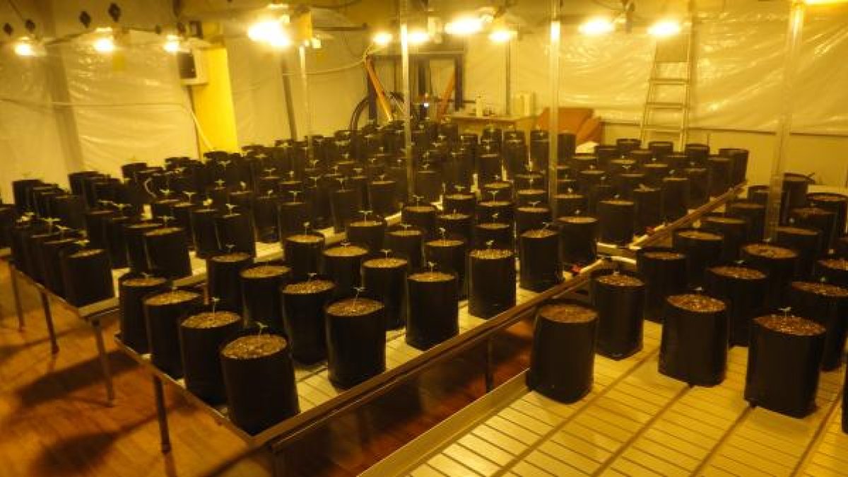 Droga intervenida por la Policía de la Junta.