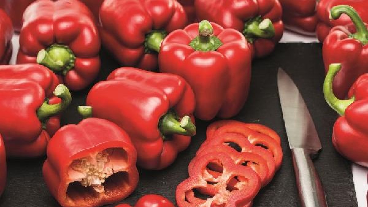 Pimiento california Kabuki de Syngenta