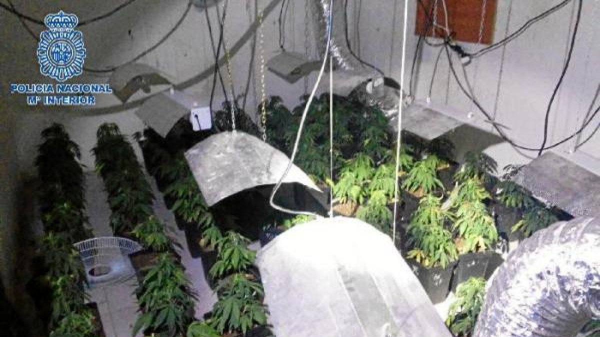 Marihuana descubierta en la vivienda