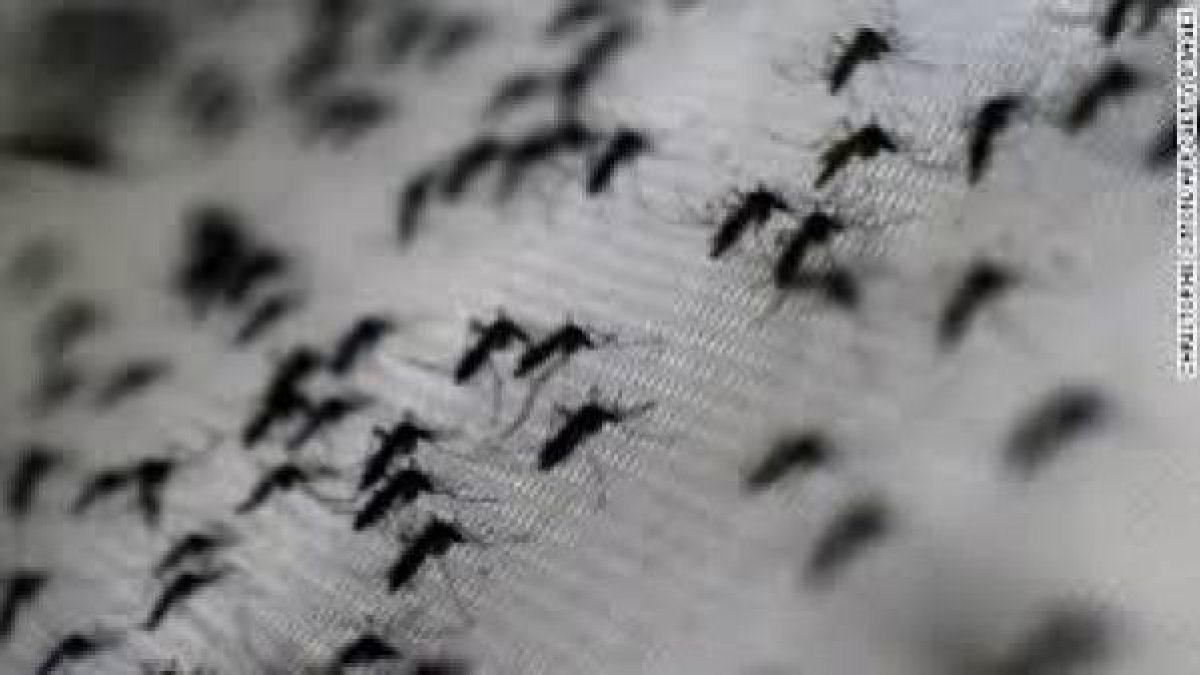 Los mosquitos son los principales transmisores del virus.