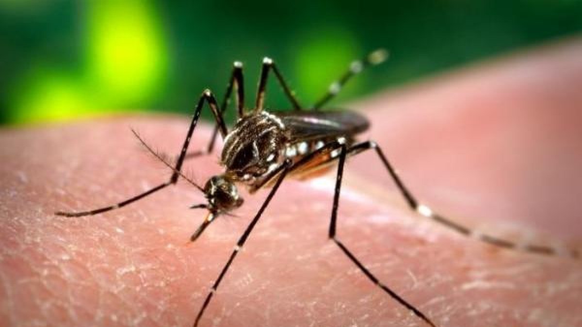 Mosquito que propaga el virus Zika.