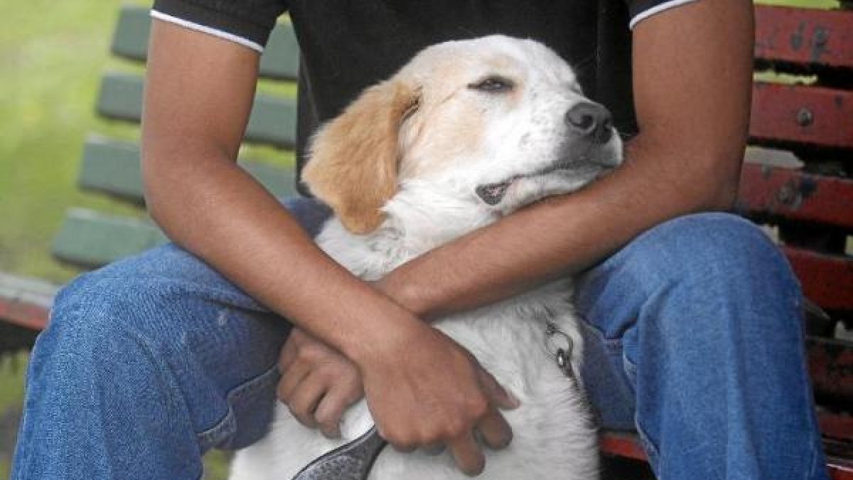 La cárcel pone en marcha la terapia con perros.