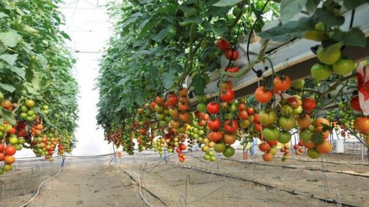 El tomate almeriense se ve perjudicado en precio.