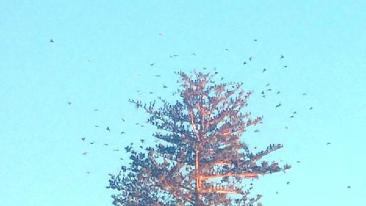 Los pájaros llegan cada tarde al alto pino catedralicio.