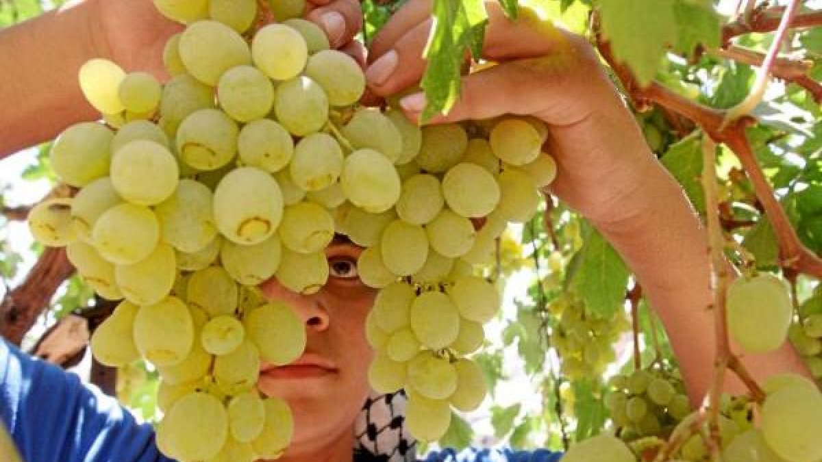Las uvas almerienses están bien adaptadas al clima y el suelo