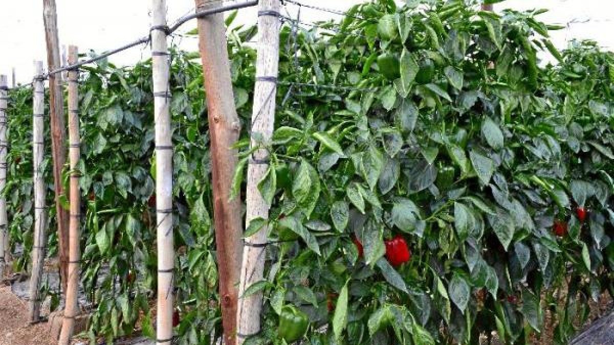 Los cultivos almerienses están limpios de Mosca Mediterránea