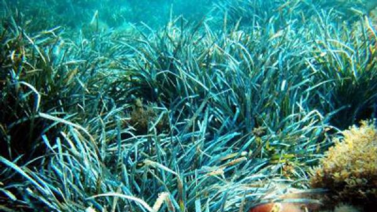 Pradera de posidonia en el fondo marino de la costa almeriense.