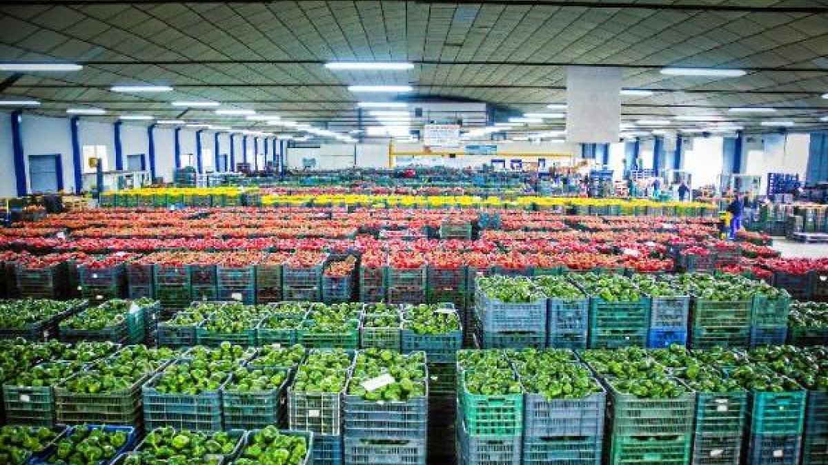La prohibición se produce al detectar mosca del Mediterráneo