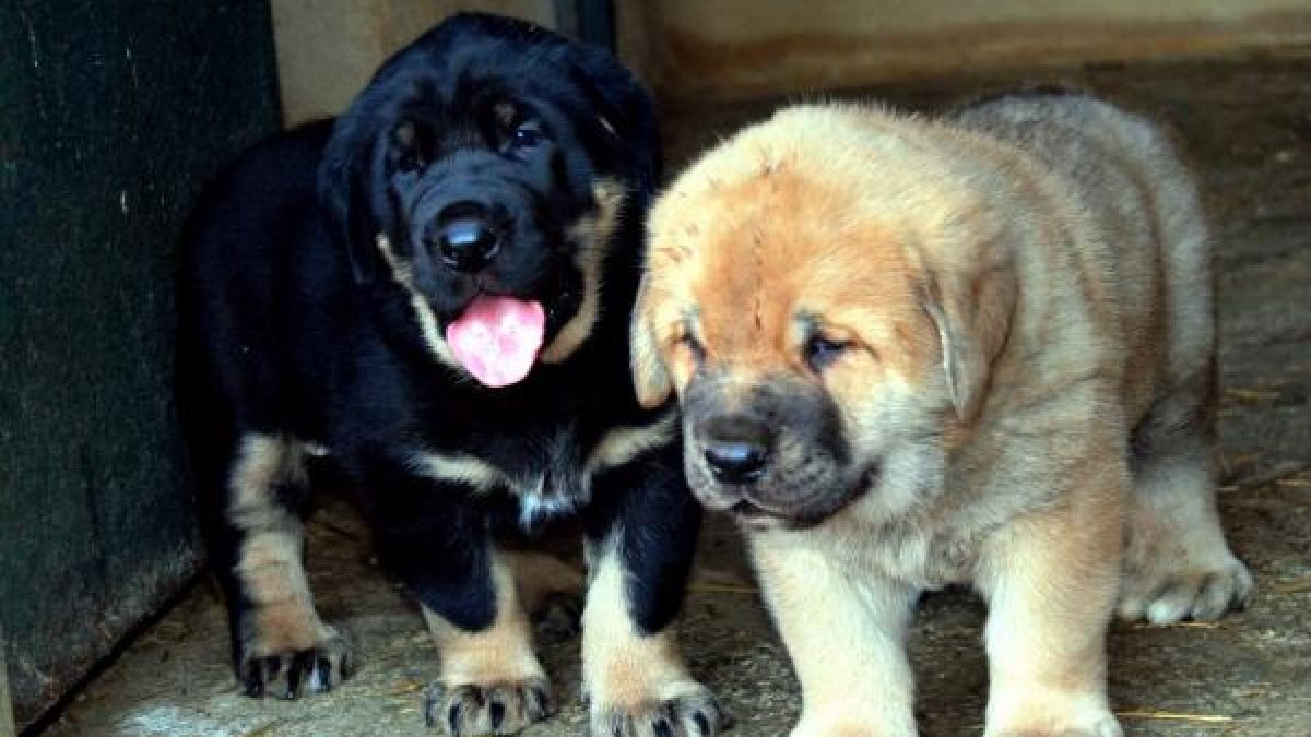 Cachorros de perros mastín.