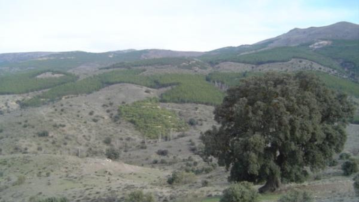 Encima milenaria ubicada en Serón y que podrá observarse desde el sendero.