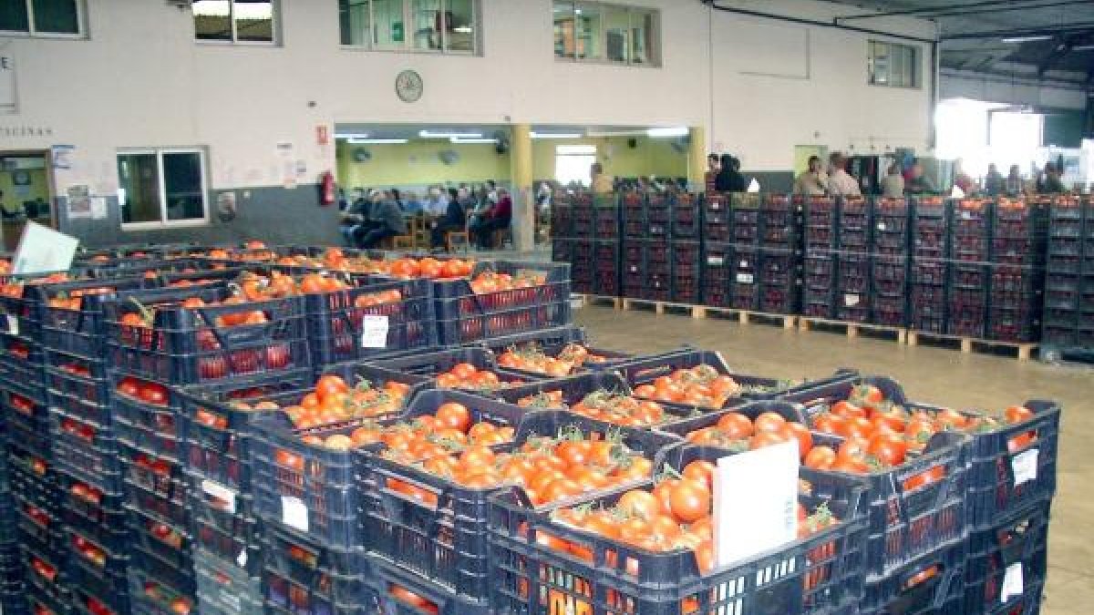 Partida de tomates subastados en una comercializadoras almeriense.