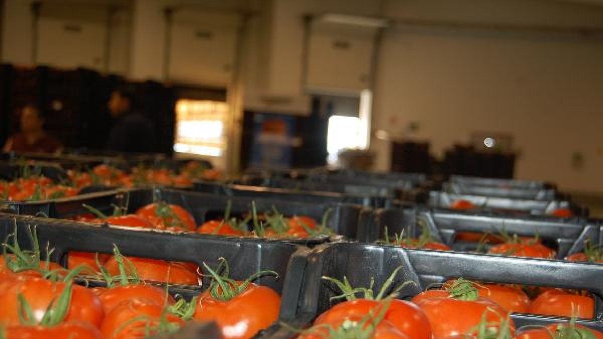 El tomate es el producto estrella de Vegacañada