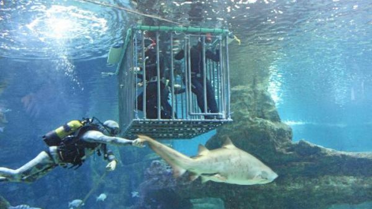 Imagen de la jaula que permite estar cerca de los tiburones del Aquarium.