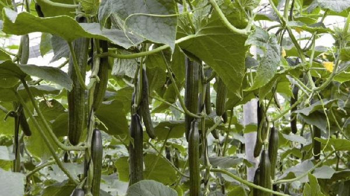 Cultivo de pepino tipo Almería