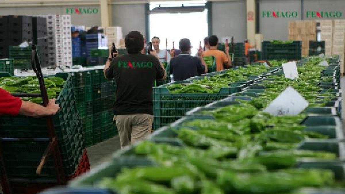 La sala de subastas de la alhóndiga de Femago, en el Polígono La Redonda.