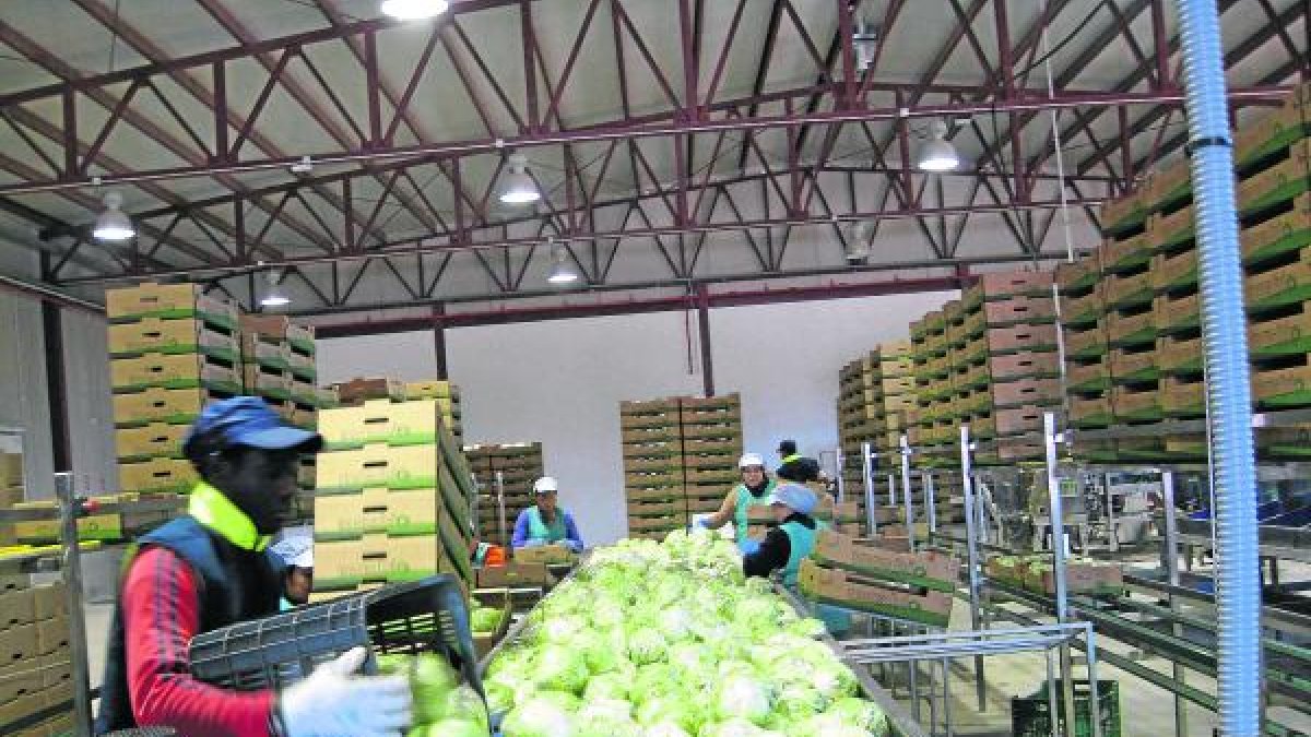 Trabajadores en una de las empresas de manipulado de productos agrícolas