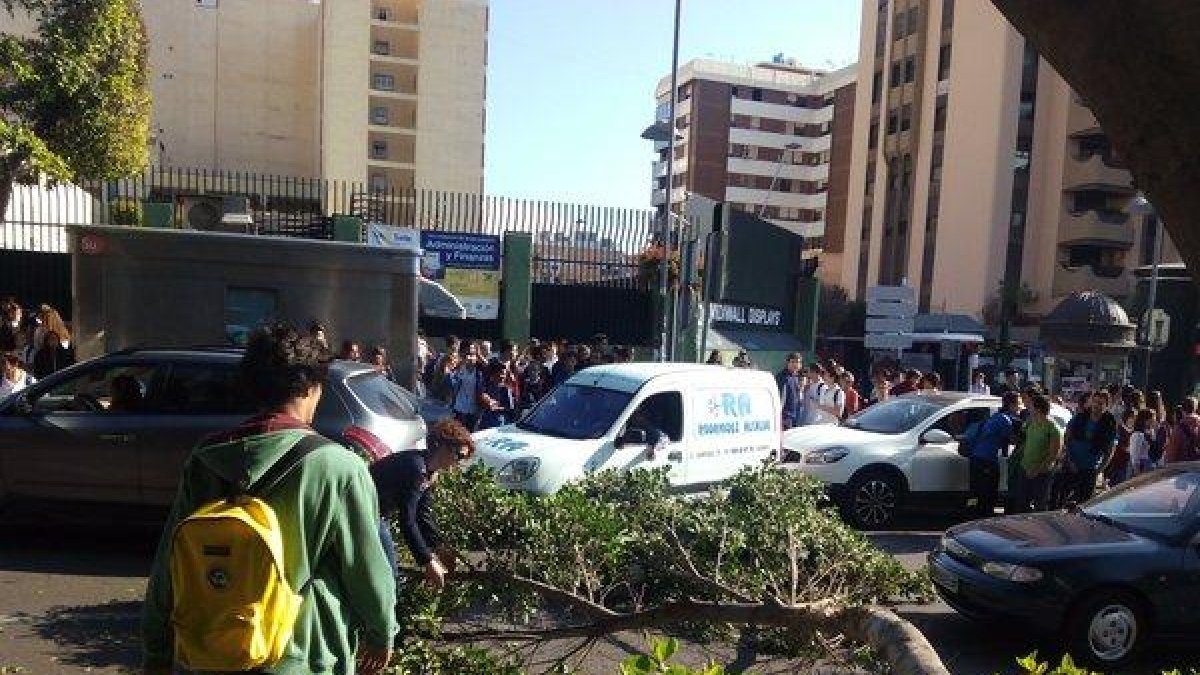 El árbol caído ha ocupado parte de la calzada
