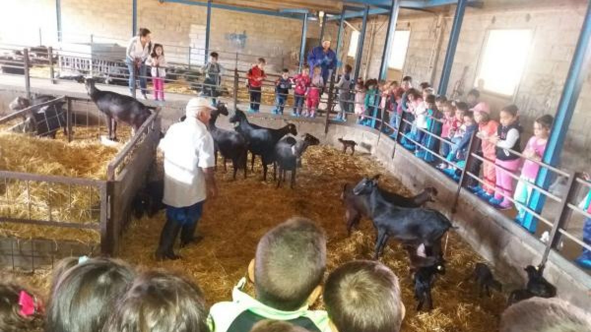 las cabras suscitaron la mayor atención de los pequeños.