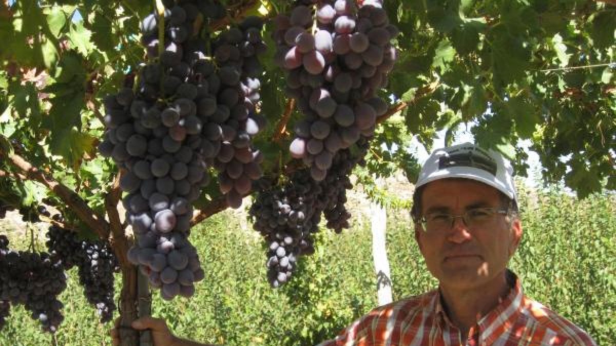 Parral en ecológico en Alhama de Almería.