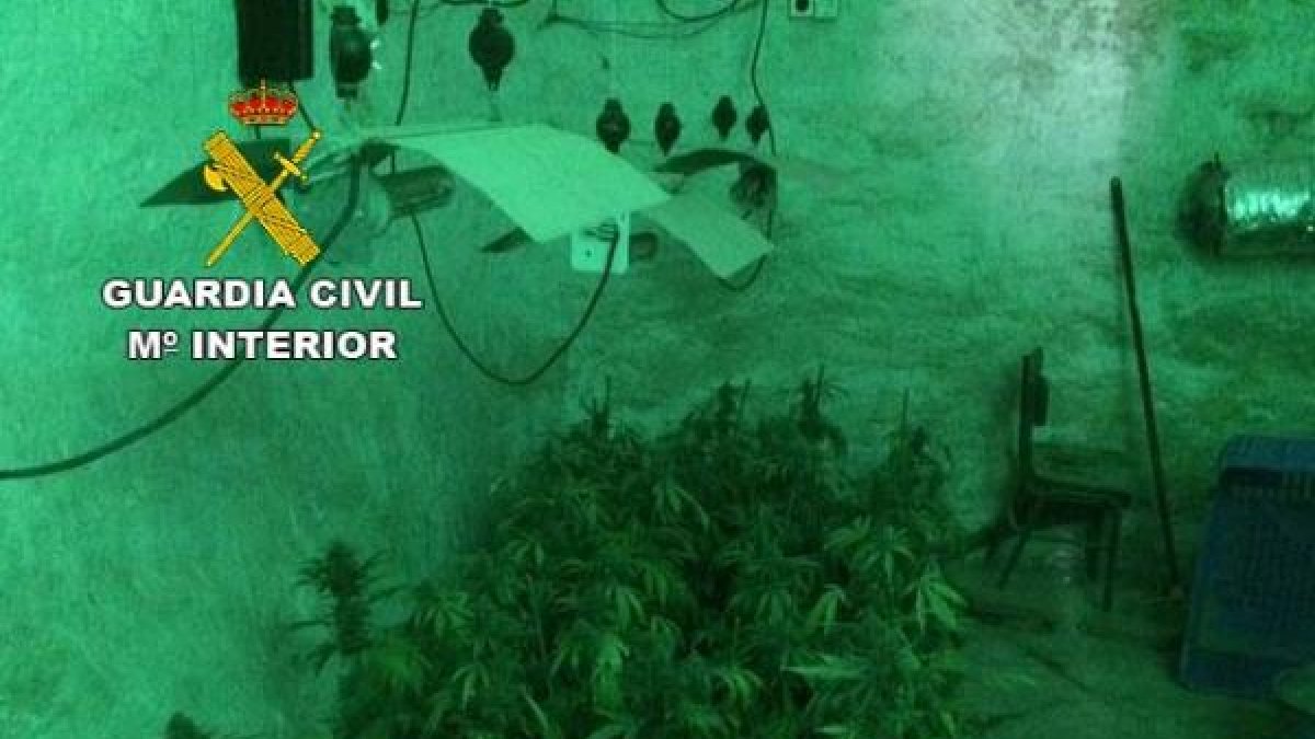 Plantas de marihuna localizadas por la Guardia Civil.
