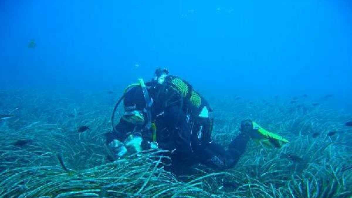 Fondos de praderas de Posidonia oceánica.