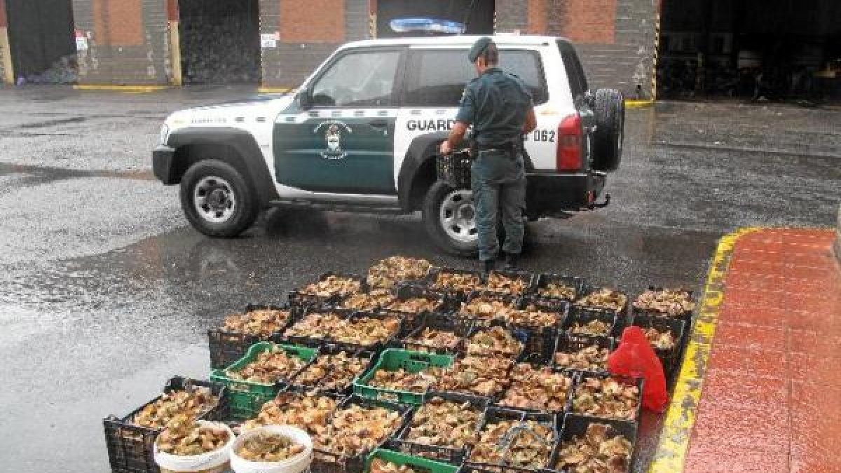 Setas intervenidas por la Guardia Civil.