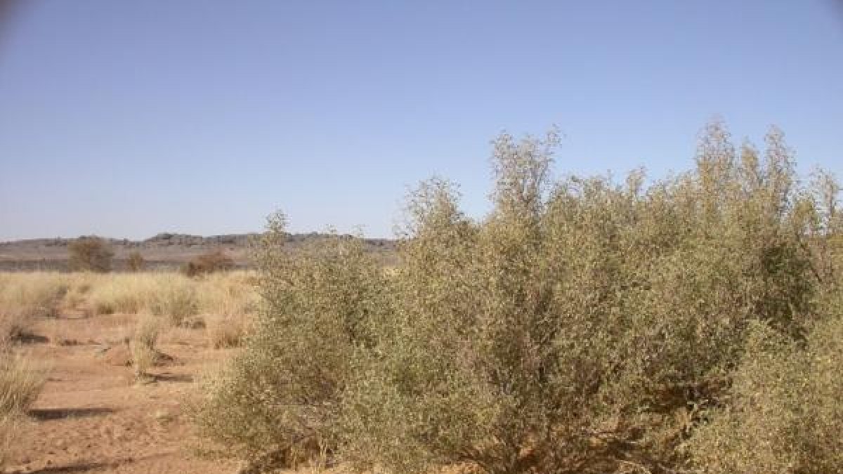 Matorral típico de Almería