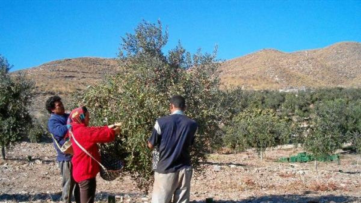 Recogida a mano de aceitunas en la provincia.