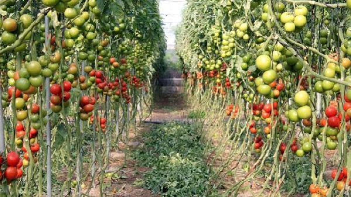 Cultivo de tomate en invernadero.