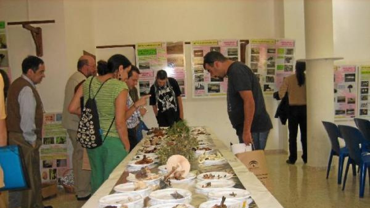 Muestra de las setas recogidas el año pasado