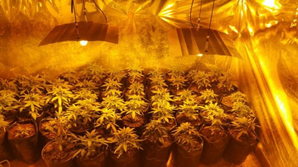 Plantas encontradas por la Policía Local.
