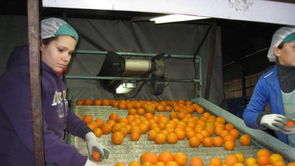 Almacén de naranjas en Arboleas.