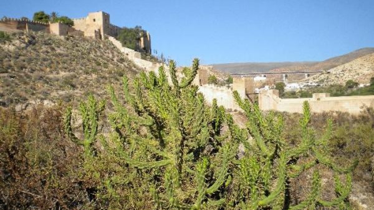 El cactus es una planta muy invasora, de aspecto agresivo, que brota sin control.