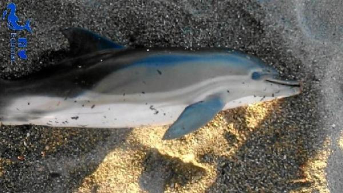 Cría que apareció muerta en Roquetas de Mar.