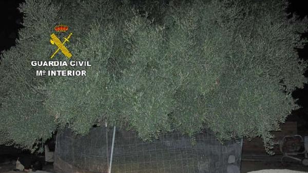 Plantas incautadas en Albox por agentes del Seprona.