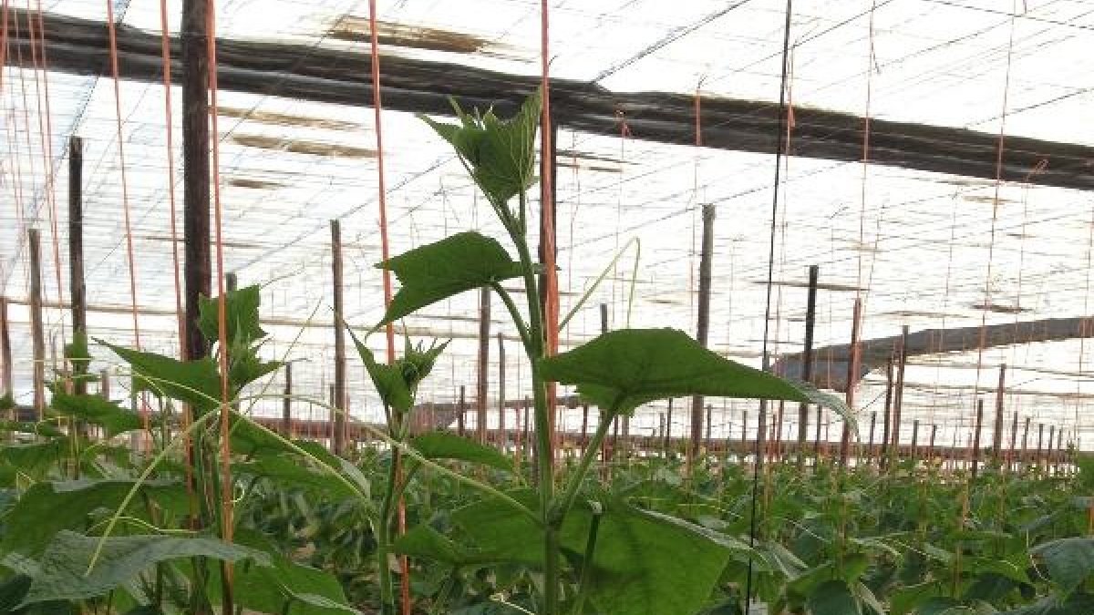 Cultivo con control biológico en invernadero.